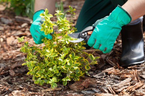 Gardener servicing a terraced Lewisham front garden