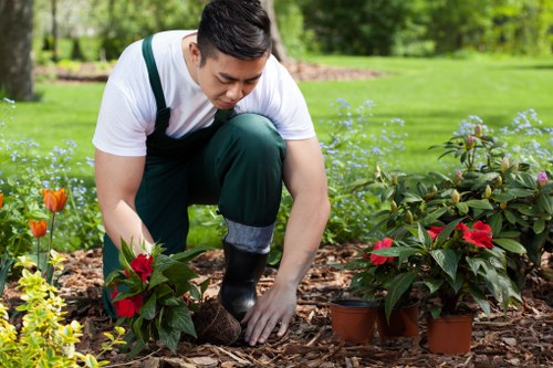 Summer garden maintenance in Lewisham